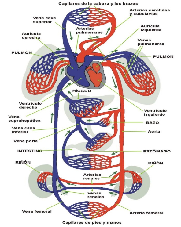 Biolog A Y Lecci N Circulaci N En El Ser Humano Leccion